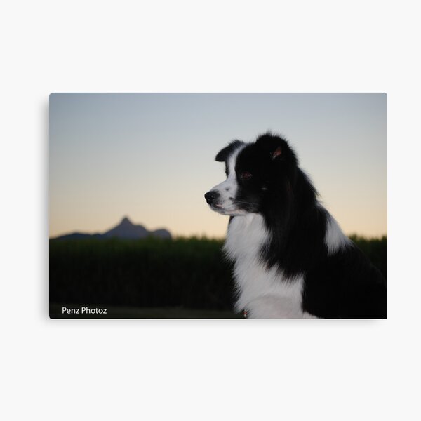 At Dusk on the NSW North Coast Canvas Print