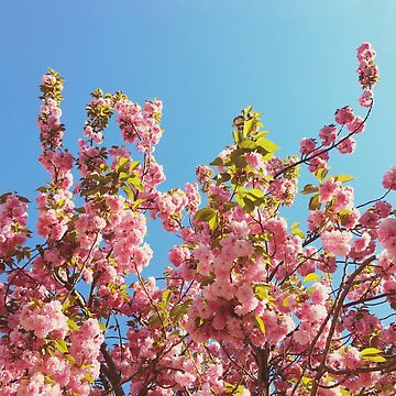 Artwork thumbnail,  Floral Gift - Cherry Blossoms Photography - Gardener Present by OneDayArt