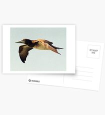 Brown Booby Bird in flight - Hervey Bay, Queensland Postcards