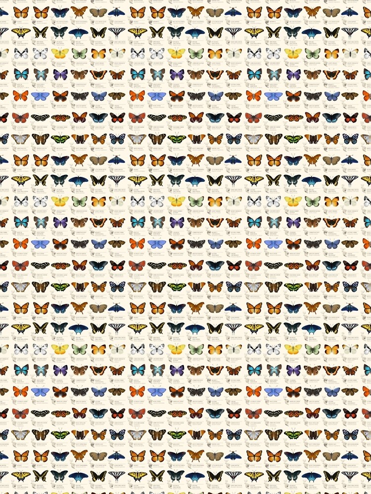 Butterflies of North America by EleanorLutz