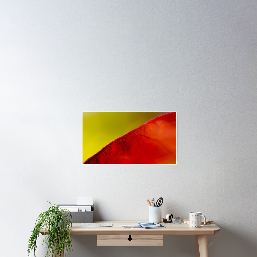 Smoke bush leaf study Poster