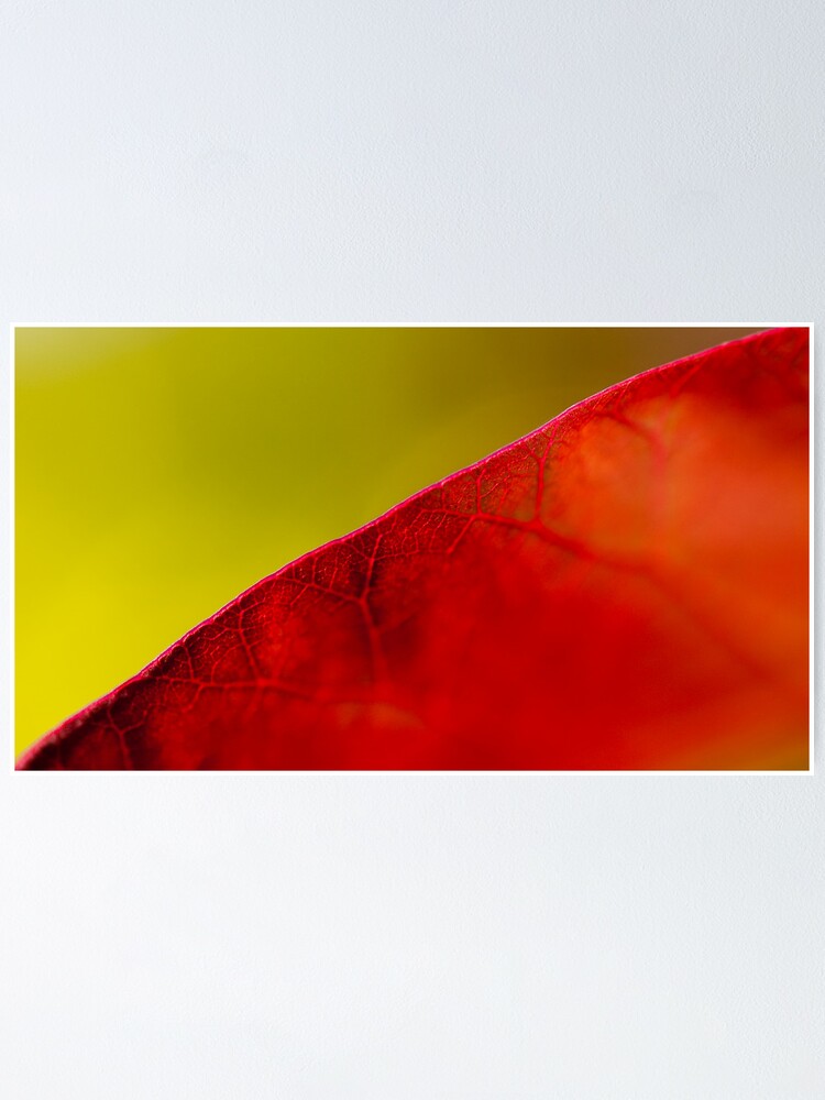 Alternate view of Smoke bush leaf study Poster