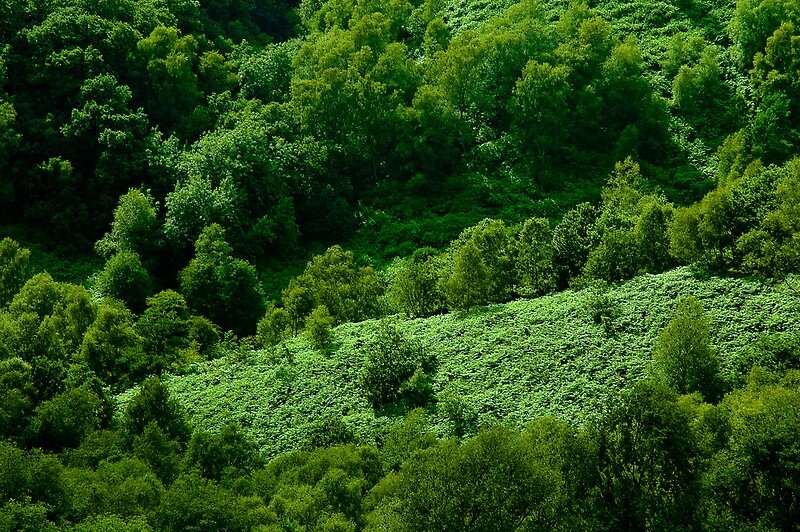 N forest. Dalby Forest.