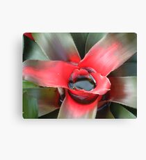 Lienzo bromeliad
