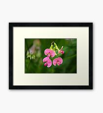 Pink Framed Print