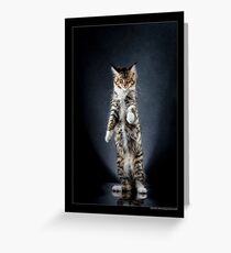CATS - PELE ©alexisreynaud.com Grußkarte