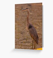 Big Blue Heron - Rideau River Greeting Card