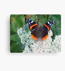 Admiral Butterfly Canvas Print