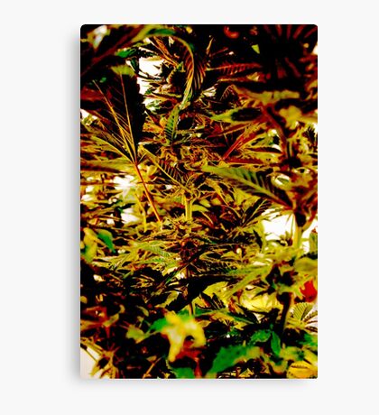 Canvas Art Print - 