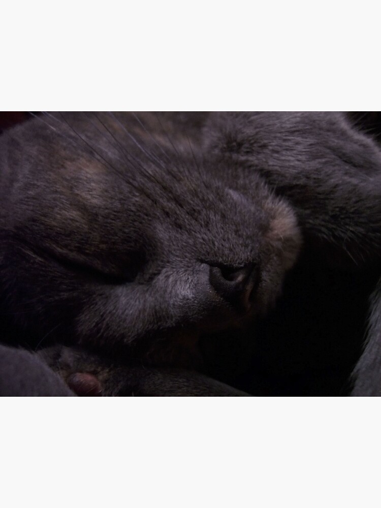 Sweet Feline Dreams... by CGafford
