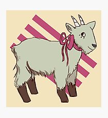 goat bow Photographic Print