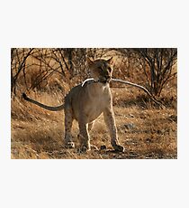 The Frisky Cat Photographic Print