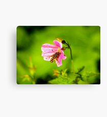 Insect Canvas Print