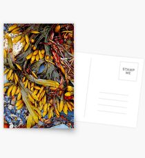 Beach Still Life Postcards