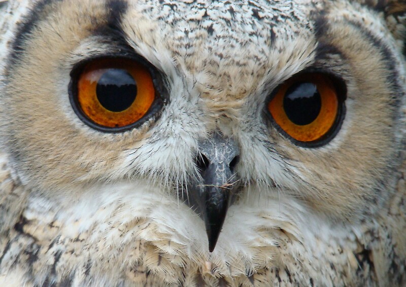 "eagle owl eyes" by purpleminx | Redbubble
