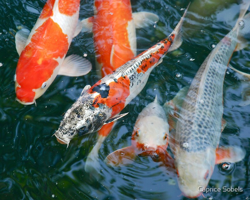 "nishikigoi [japanese carp]" by Caprice Sobels | Redbubble