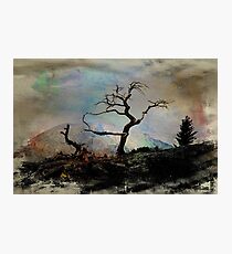 Ancient Limber Pine Photographic Print