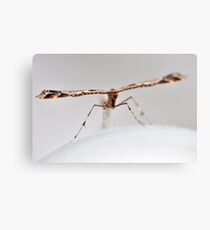 Wingspan Canvas Print