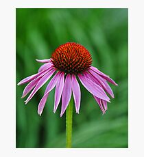 Purple Coneflower Fotodruck