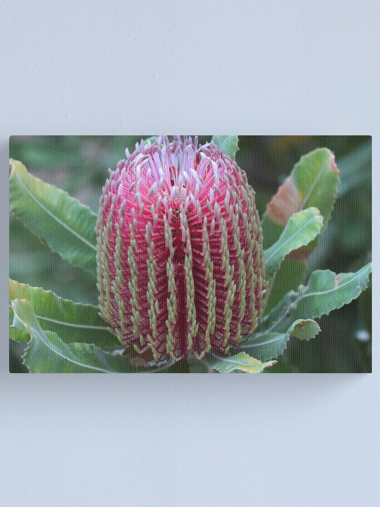 Alternate view of Banksia menziesii Canvas Print