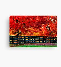 Kentucky Wooden Fence with Maples Canvas Print