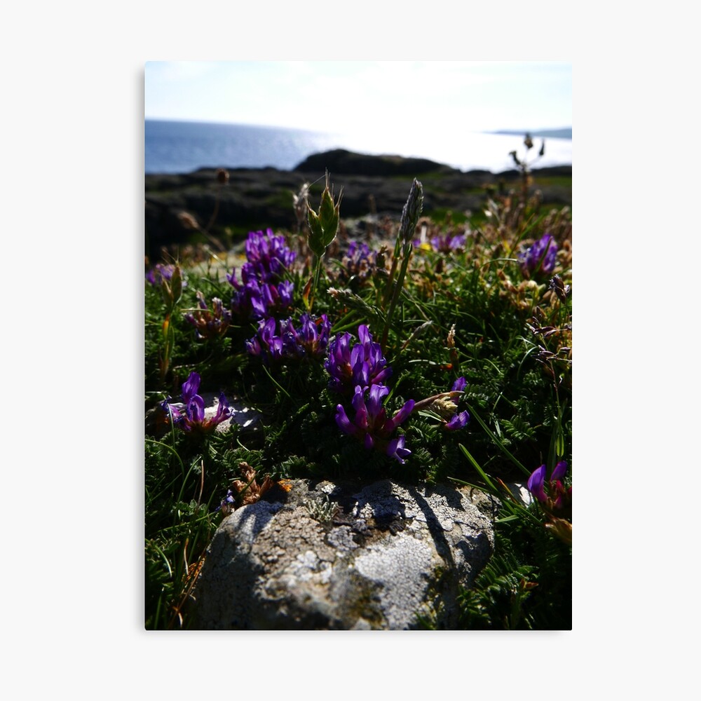 Purple Milk Vetch (Astragalus danicus) Canvas Print