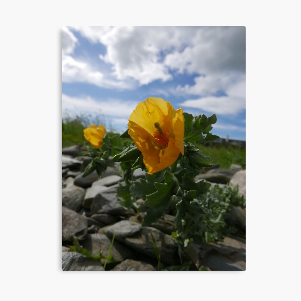 Yellow Horned Poppy (Glaucium flavum) Canvas Print