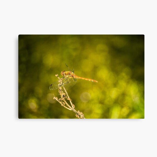 Dragonfly Canvas Print