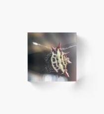 Spiny Orb Weaver Acrylic Block