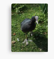 silly coot! Canvas Print