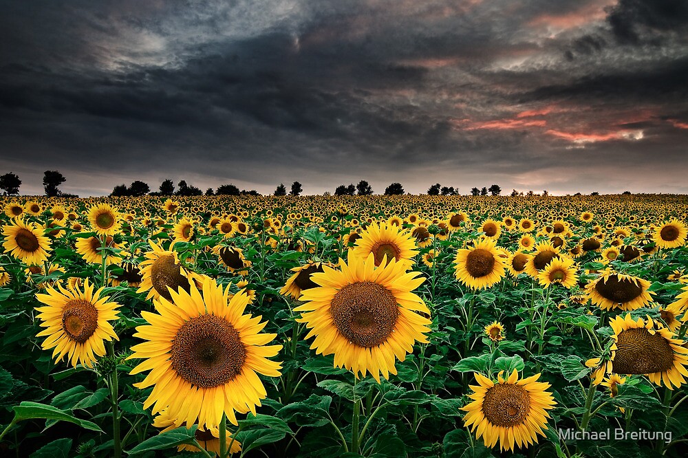Sunflowers Of The Storm By Michael Breitung Redbubble