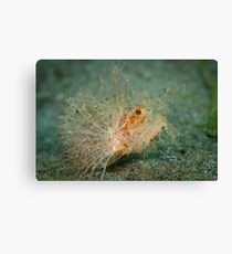 Ambon scorpion fish - Lembeh Strait Canvas Print