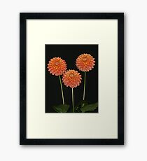 Three Winners Framed Print