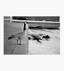 Goose (Award Winning Photo!) Photographic Print