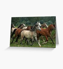 arabian horses Greeting Card