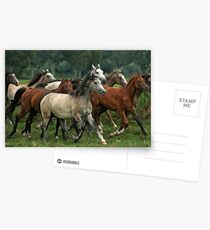 arabian horses Postcards