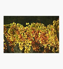Vineyard Photographic Print
