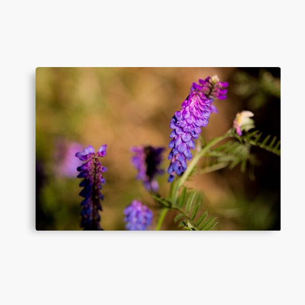 Purple flowers Canvas Print