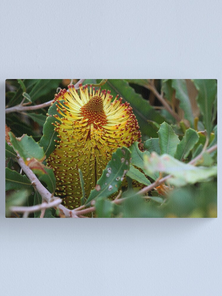 Alternate view of Banksia media Canvas Print
