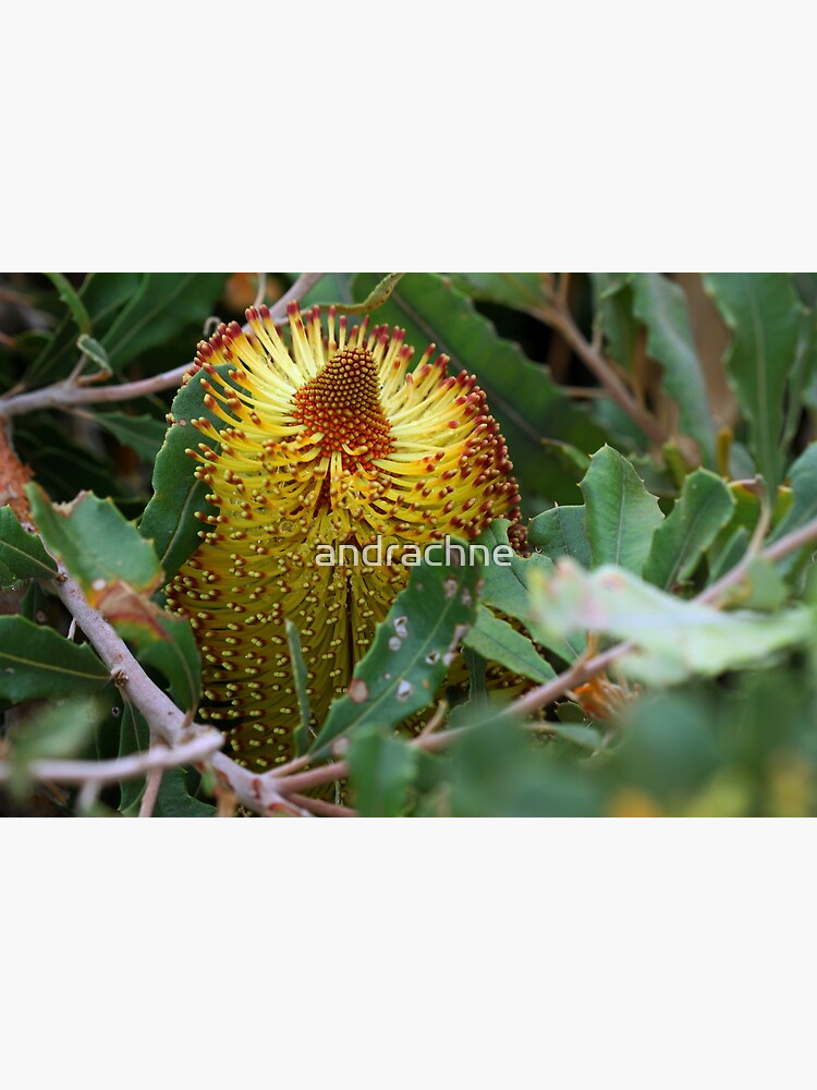 Banksia media by andrachne