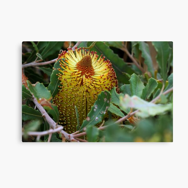Banksia media Canvas Print