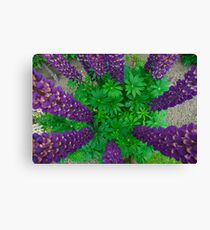 Ring of Lupins Canvas Print