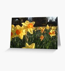 Field of Spring Bulbs Greeting Card