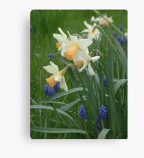 Daffodils & Grape Hyacinths Leinwanddruck