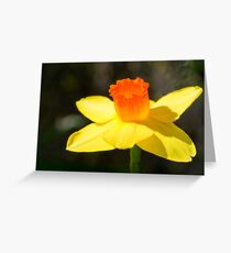 Daffodil Greeting Card