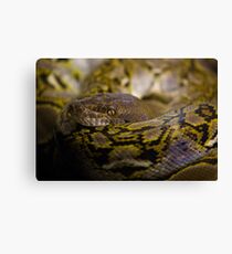 Coiled Canvas Print