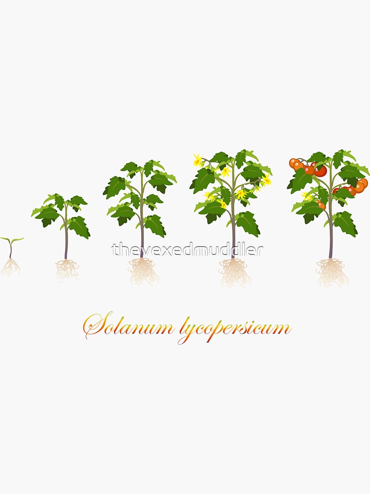Solanum lycopersicum development by thevexedmuddler