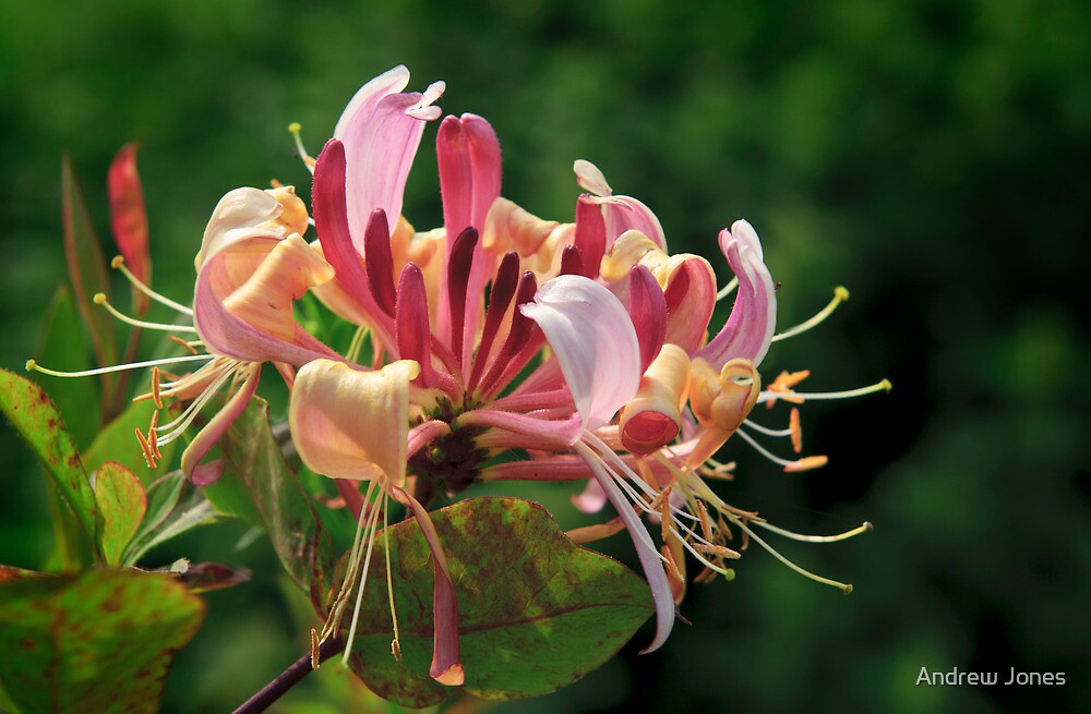 "Honeysuckle, County Kilkenny, Ireland" by Andrew Jones Redbubble