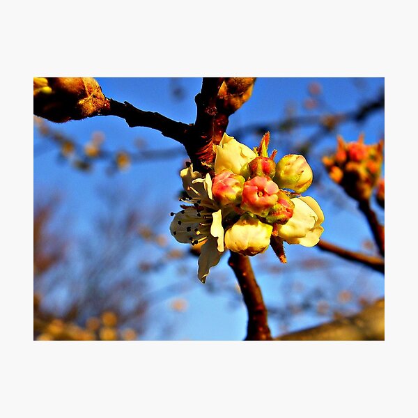 Pear Blossoms Photographic Print