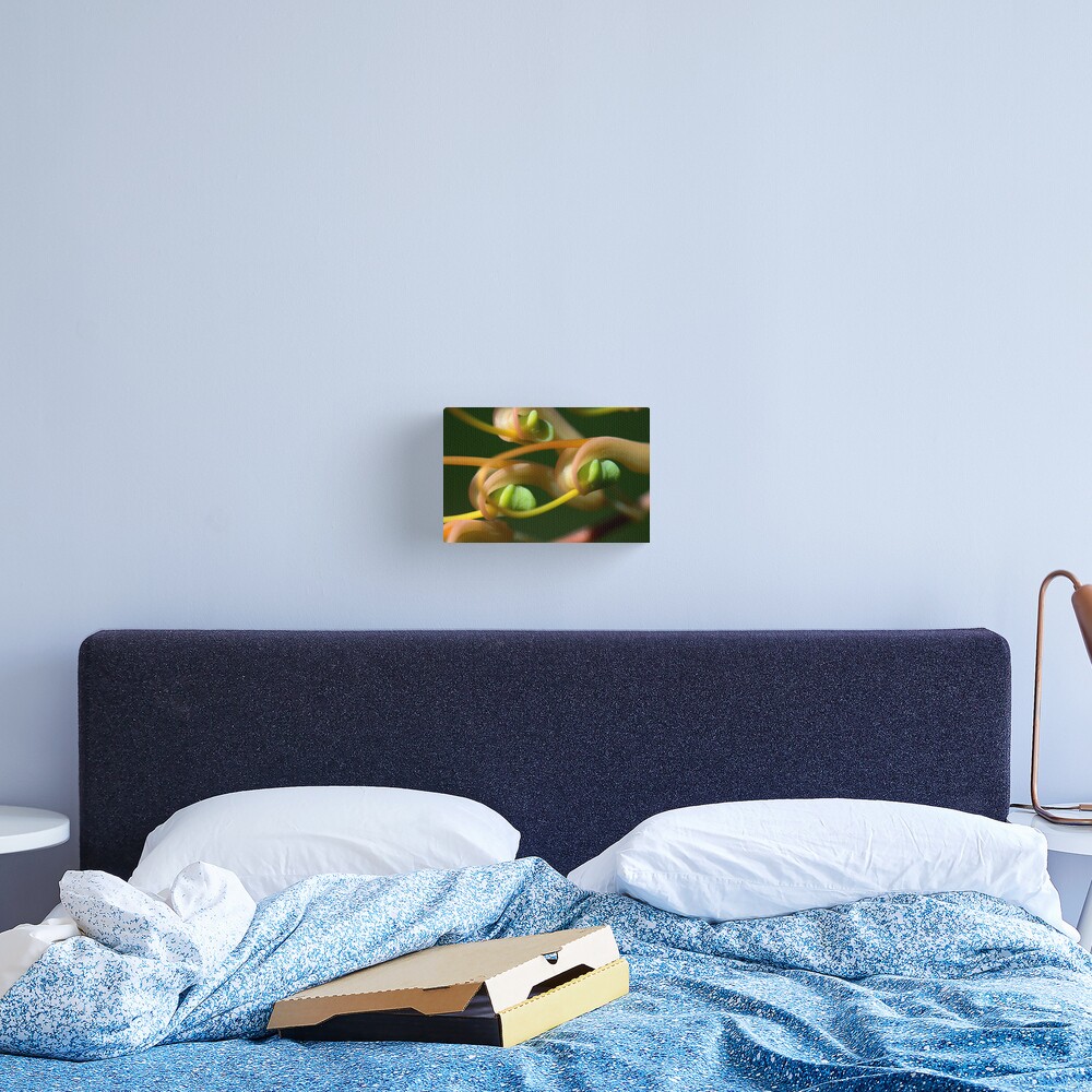 Grevillea dryandri subsp. dryandri Canvas Print